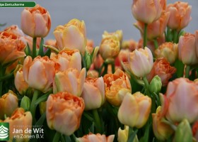 Tulipa Zantucharme (3)